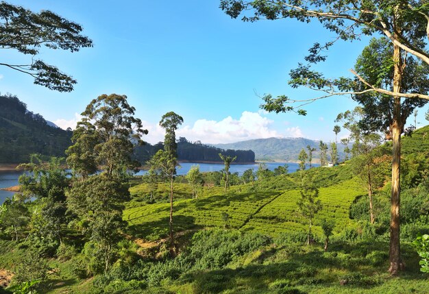 Foto plantación de té