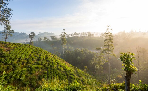 Plantación de té