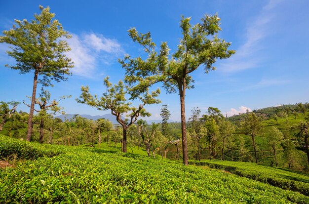 Plantación de té