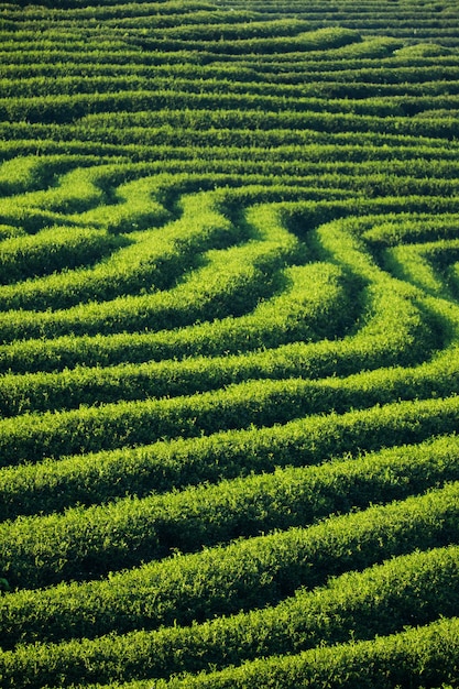 Plantación de té