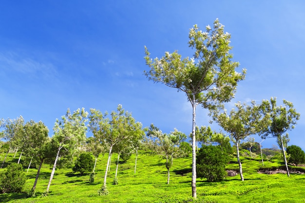 Plantación de té