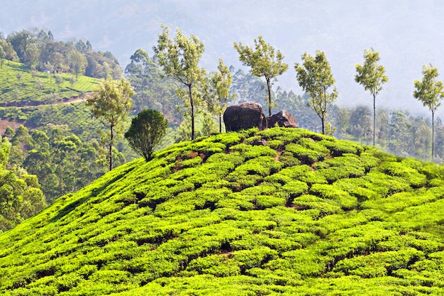 Plantación de té