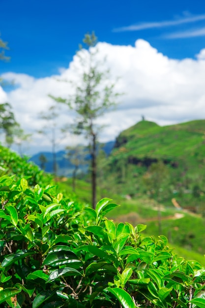 Plantación de té