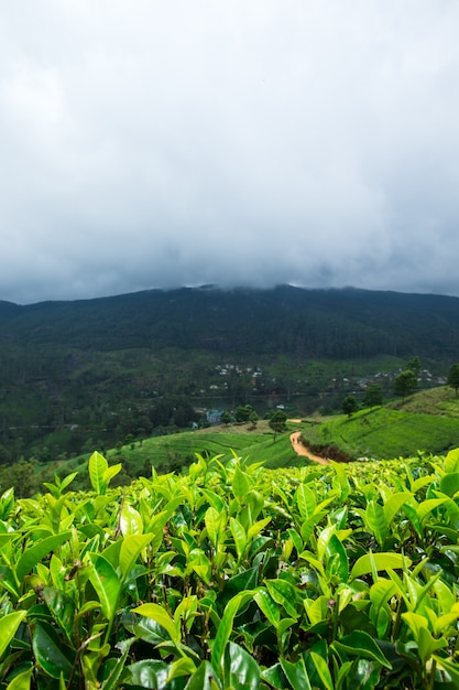 Plantación de té .