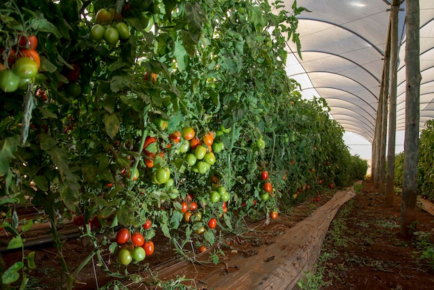 Plantación de tomate ecológico en invernadero.