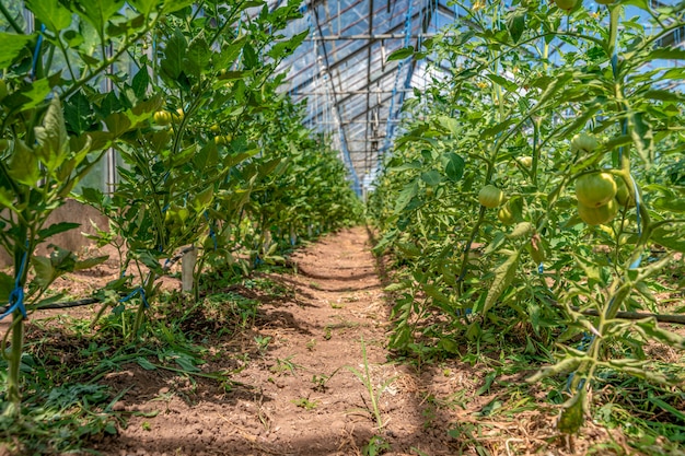 Plantación de tomate en invernadero