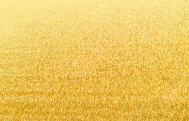 Plantación de trigo desde arriba, fondo natural