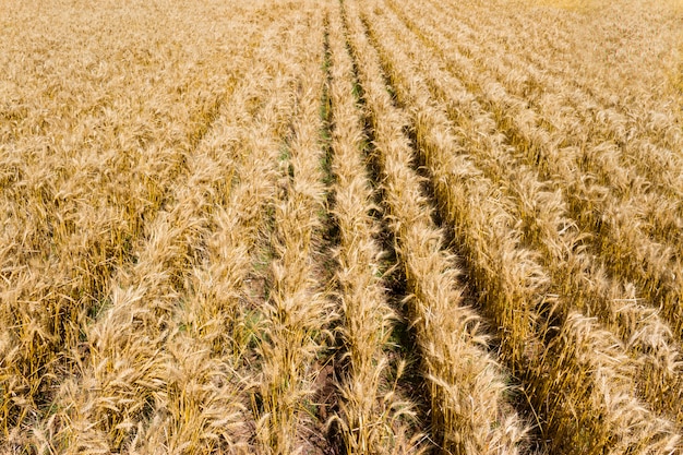 Plantación de trigo de oro visto desde arriba