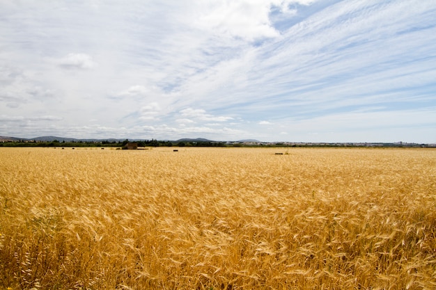 Plantacion de trigo