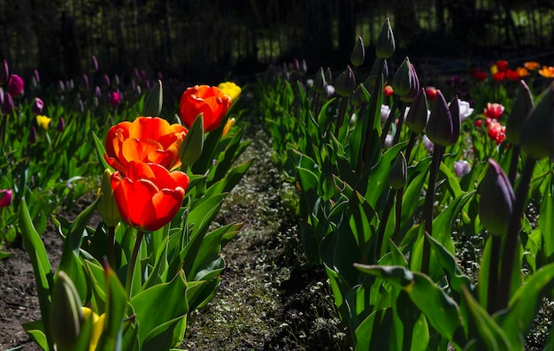 plantación de tulipanes de naranja y violeta