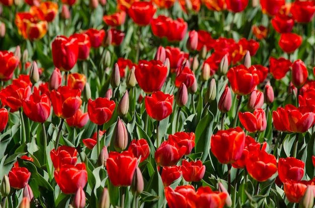 Plantación de tulipanes rojos hermosos tulipanes con color rojo intenso