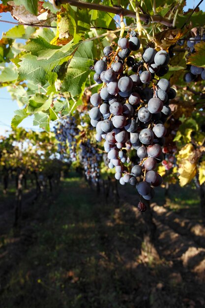 Plantación de uva