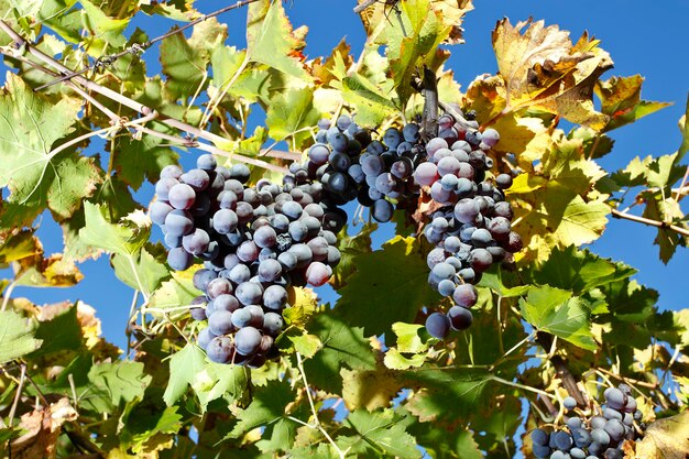 Plantación de uva