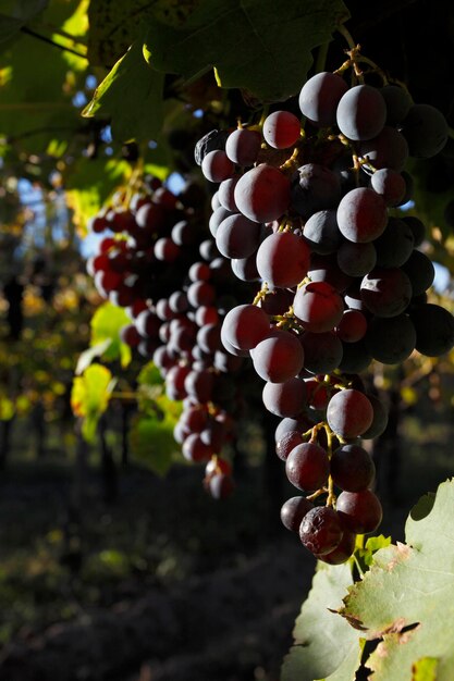 Plantación de uva