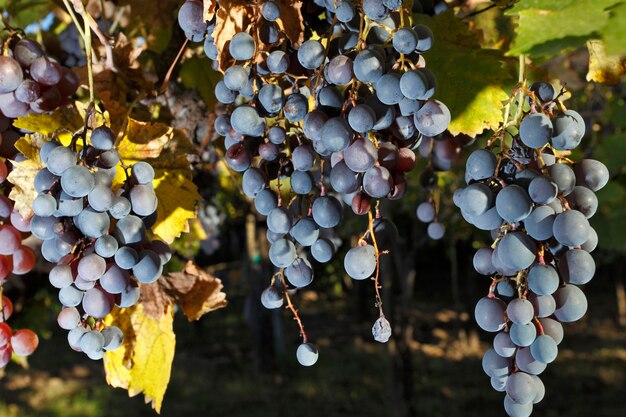 Plantación de uva