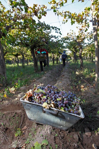 Plantación de uva