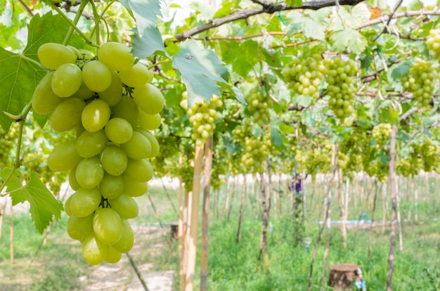 Plantación de uvas verdes en los trópicos, Tailandia