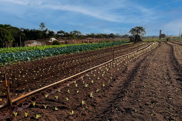 Plantación con varias verduras en una tarde soleada