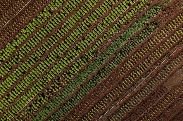 Plantación de varios vegetales vistos desde arriba