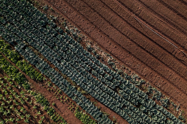 Plantación de varios vegetales vistos desde arriba