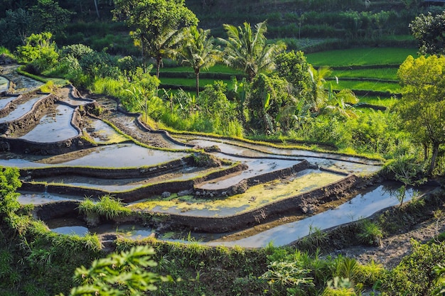 Plantación verde del campo del arroz de la cascada en Bali Indonesia