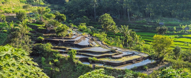 Plantación verde del campo del arroz de la cascada en Bali Indonesia