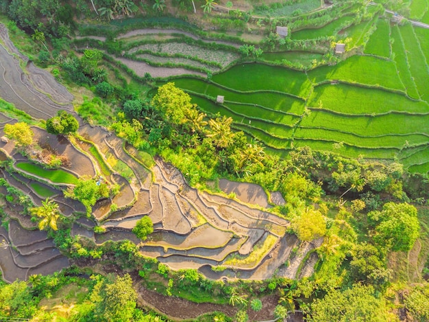 Plantación verde del campo del arroz de la cascada en Bali Indonesia