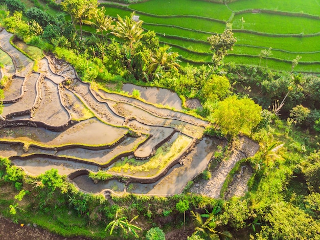 Plantación verde del campo del arroz de la cascada en Bali Indonesia
