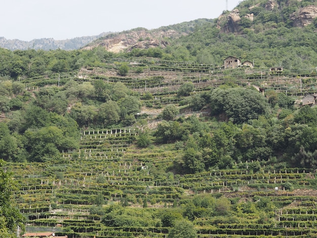 Plantación de viñedos en el Valle de Aosta