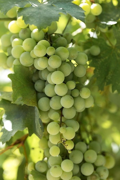 Plantación de viñedos en verano Vid verde formada por arbustos