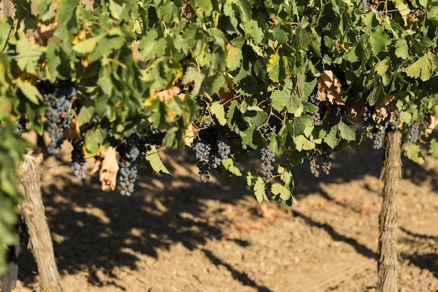 Plantación de viñedos en verano Vid verde formada por arbustos