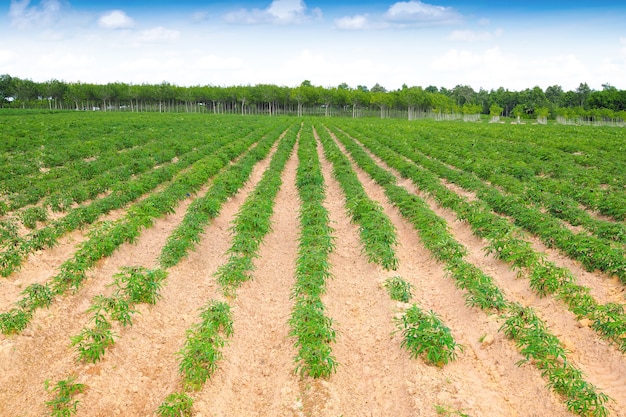 Plantación de yuca al noreste con cielo azul en el paisaje de la naturaleza