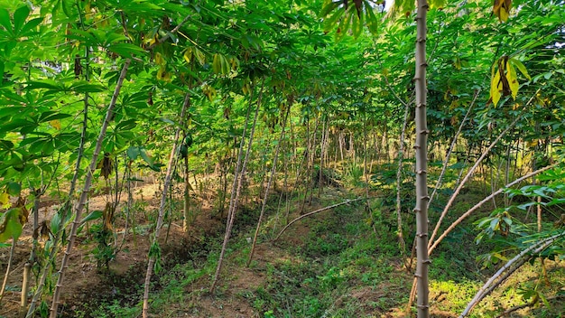 plantación de yuca árbol de hoja verde