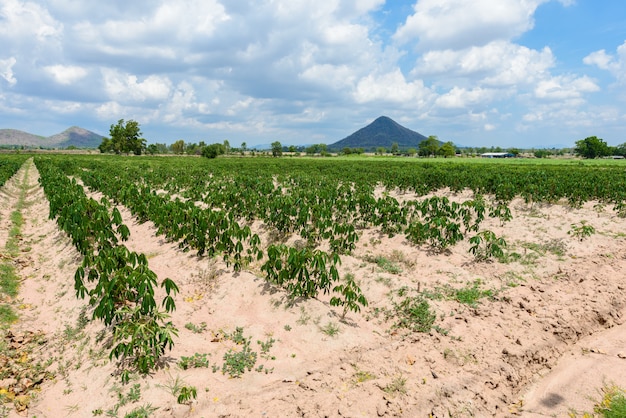 Plantación de yuca, cultivo de yuca.