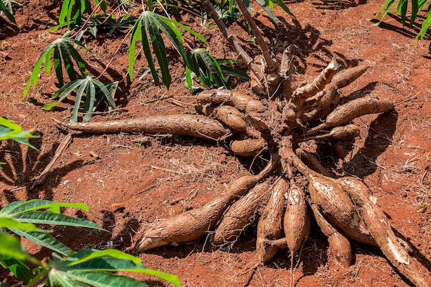 Plantación de yuca en día soleado Cosecha