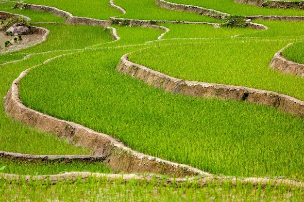 Plantaciones de arroz Vietnam