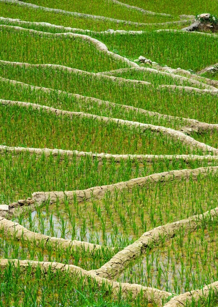 Plantaciones de arroz Vietnam