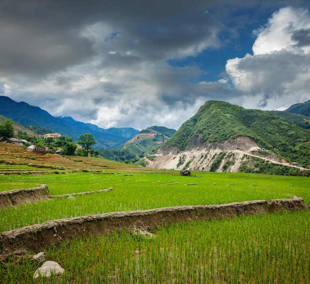 Plantaciones de arroz Vietnam