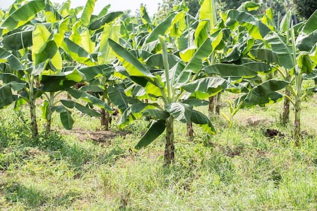 plantaciones de banano, plátano Gros Michel