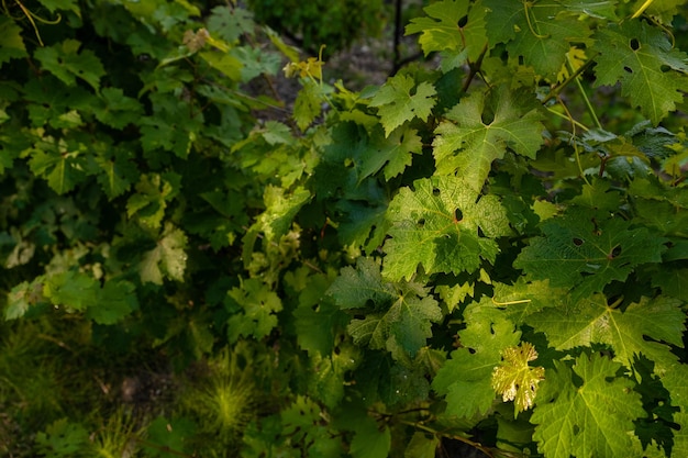 Plantaciones de bodegas en largas filas en las montañas y colinas