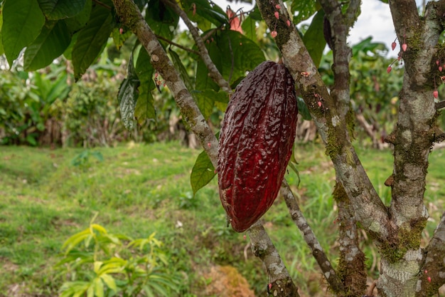 plantaciones de cacao en diferentes ángulos