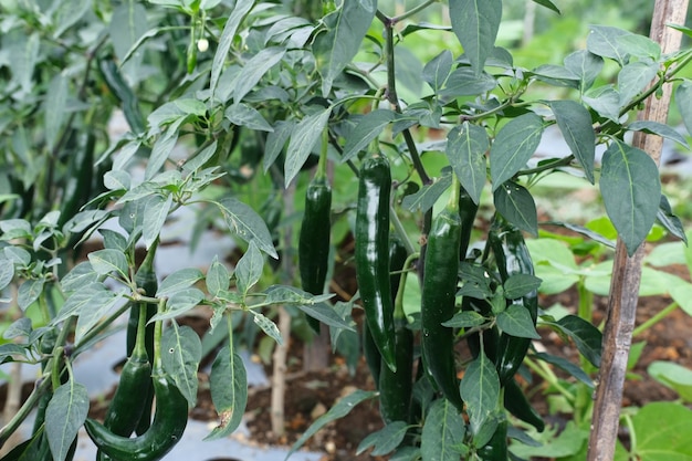 Plantaciones de chile en Temanggung Desa Bansari Indonesia concepto agrícola