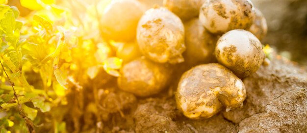 Foto las plantaciones crecen cosecha de papas orgánicas frescas en el campo papas en barro