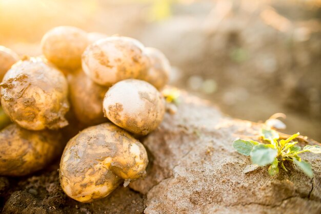 Las plantaciones crecen Cosecha de papas orgánicas frescas en el campo Papas en barro