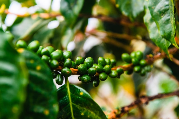 plantaciones de granos de café verde en los andes colombianos