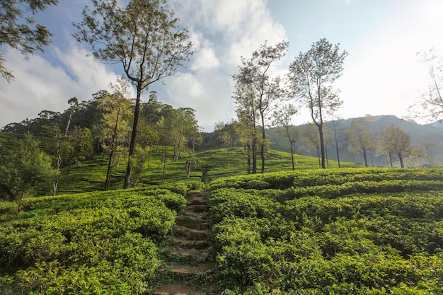 Plantaciones de jardines de té verde cubiertas por la luz del sol de la mañana. Kandy, Sri Lanka