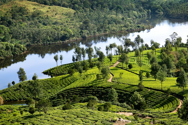 plantaciones de lago y tee en Kerala