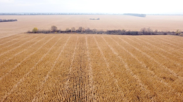 Plantaciones de maíz. agricultura. cosecha de maíz de otoño. Vista aérea.