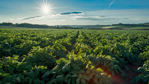 Las plantaciones de patatas crecen en el campo en un día soleado de primavera