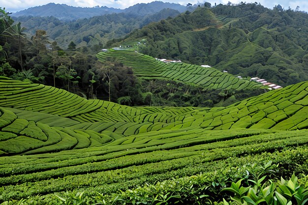 Plantaciones de té en Cameron Highlands.